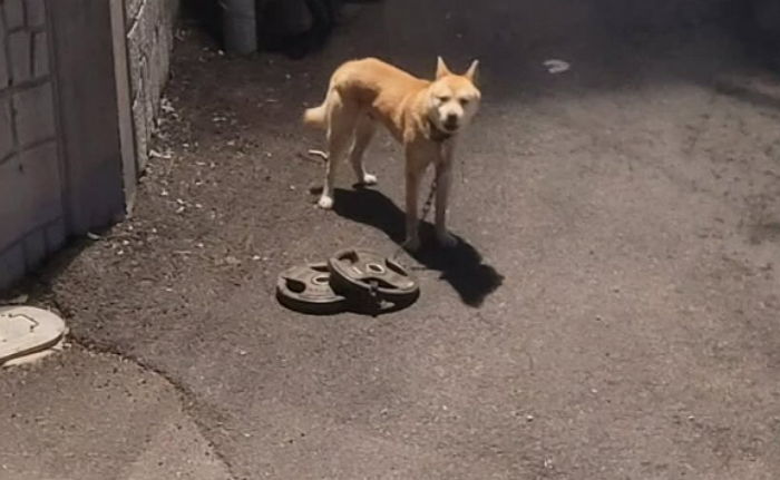 목에 30kg 바벨 단 채 산에 묶여 있던 강아지... 살고 싶어 피 흘리면서 끌고 내려와 (영상)