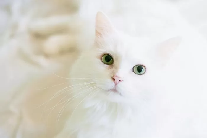 오늘(4일)은 우리집 ‘냥이’ 츄르 배 터지게 먹이고 꼭 안아주는 날입니다