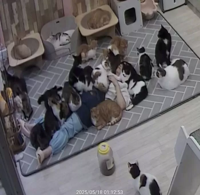 인사이트