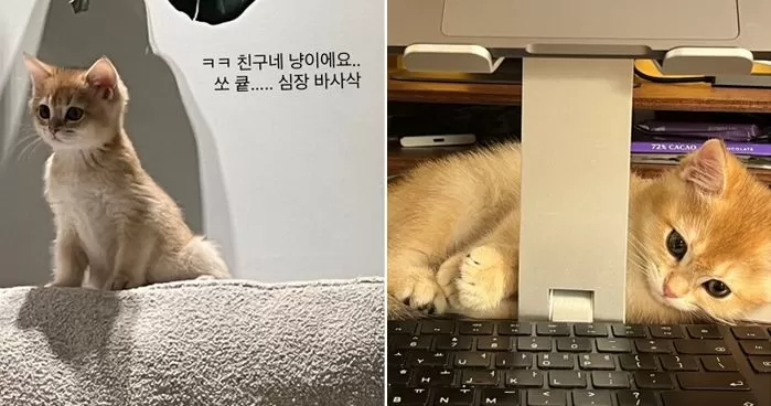 인사이트