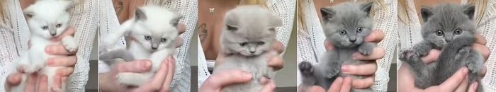 잉크 떨어졌나... 회색에서 점점 하얘지는 ‘그라데이션 아깽이 형제’ (영상)