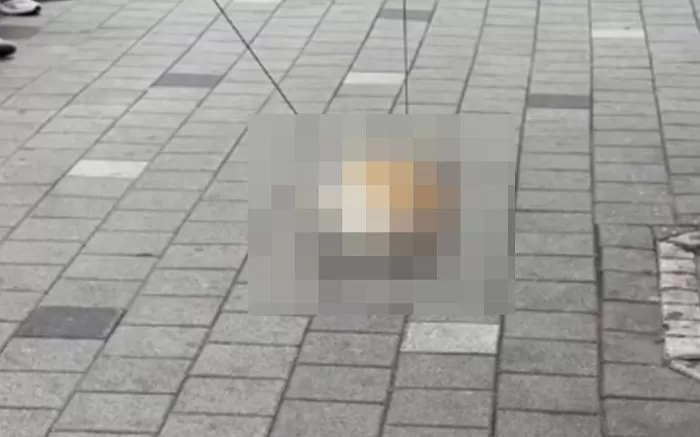 동물단체 SNS 갈무리
