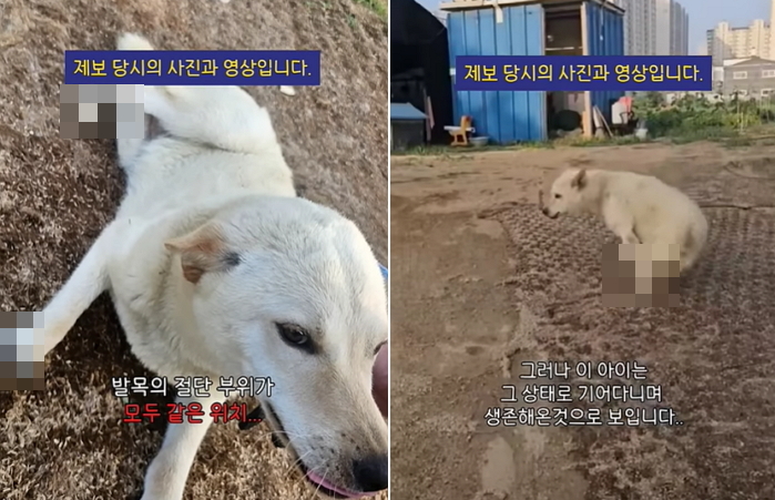 사람에 의해 ‘네 발목’ 모두 잃고도 살고싶어 기어서 다가오는 백구