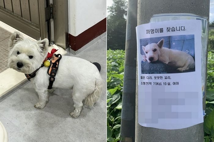 너무 귀여워서 동네 아이들에 ‘납치’까지 당했던 댕댕이의 비주얼 (사진)