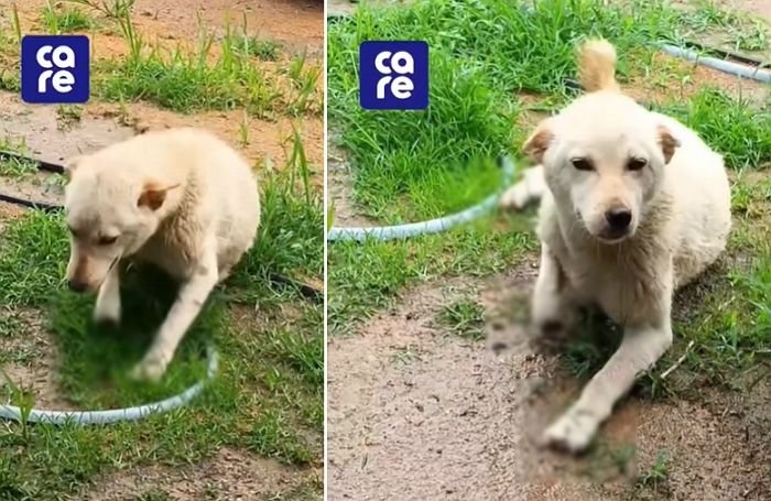 네 발목 절단된 상태로 발견된 백구... 견주가 내놓은 ‘황당한’ 해명 수준