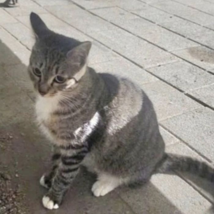 “모두의 공유물을 독점했다”... ‘허락’없이 길고양이 입양해간 시민에 분노한 캣맘