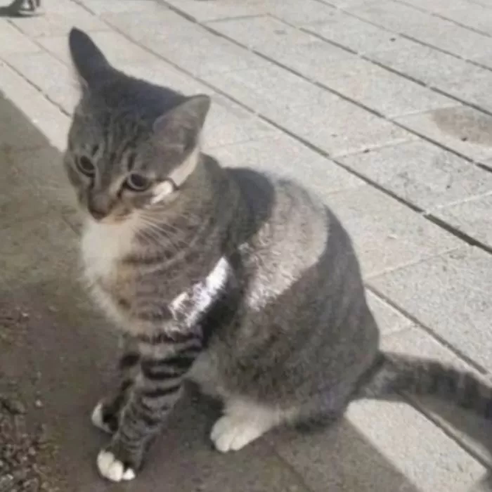 인사이트