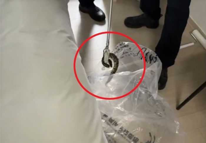 강원 양양 호텔 객실에 멸종위기종 비단뱀 ‘볼파이톤’ 나타나... “반려 뱀 유기 추정” (영상)