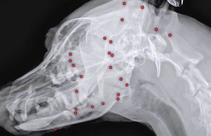 “살아있는 게 기적”... 온 몸에 총알 70개 박힌 채 살아온 백구