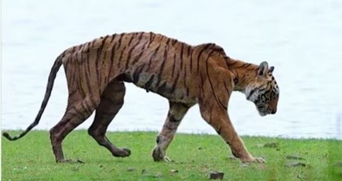 14년간 ‘국립공원 여왕’으로 군림해온 호랑이... 암 투병 끝에 마지막 행진 (영상)