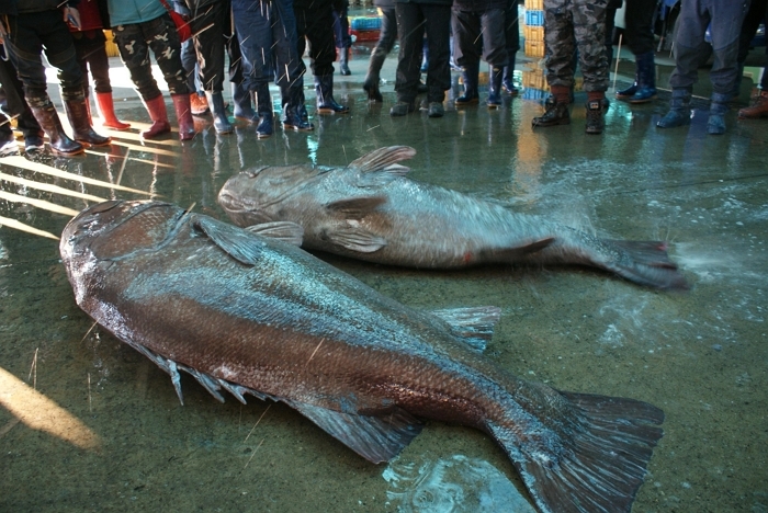 origin_부산앞바다서잡힌돗돔.jpg