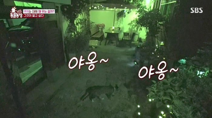 몸 불편한 친구 곁 그림자처럼 지키는 ‘동네 짱’ 길고양이의 가슴 뭉클한 우정 (영상)