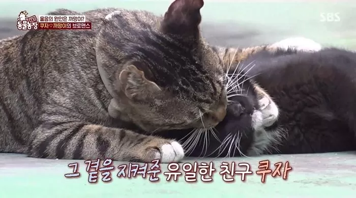 인사이트
