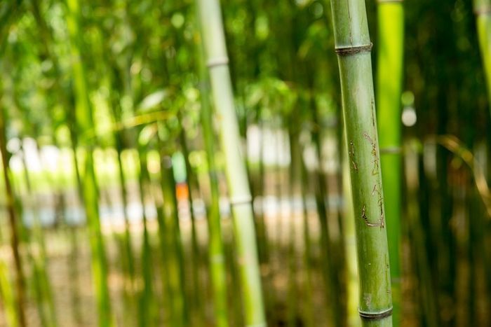 곡성서 대나무 자르던 80대 남성, 온열질환으로 숨져