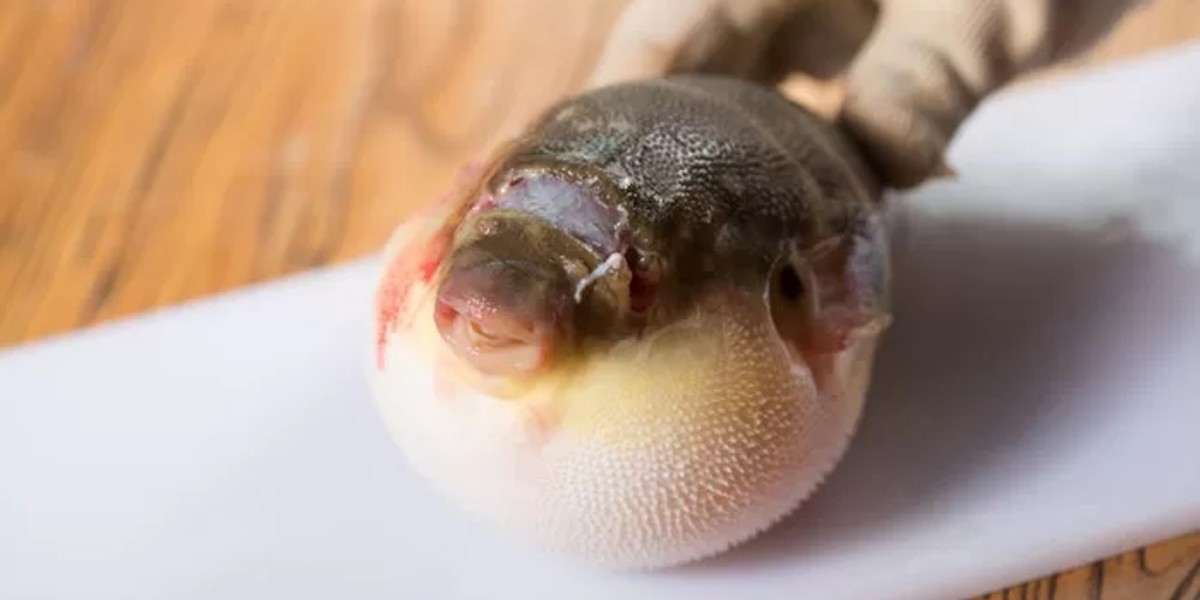 부산서 복어 먹은 4명 어지럼증·마비... “청산가리 1000배 독 위험”