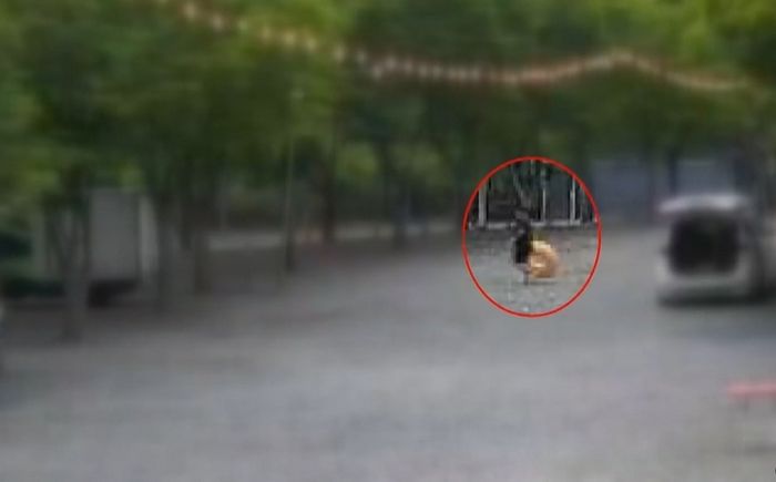 “떠내려가는 공 주우려다가”... 영월 캠핑장 앞 하천서 7살 어린이 수심 3m 하천에 빠져 사망