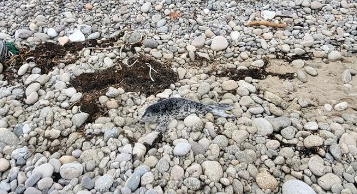 양양 해변에 떠내려와 구조됐던 ‘아기 점박이물범’... 석 달 만에 바다로 돌아갔다