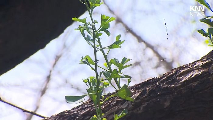 하동 산불로 까맣게 타버린 900살 은행나무... 3개월 만에 ‘새잎’ 돋아났다 (영상)