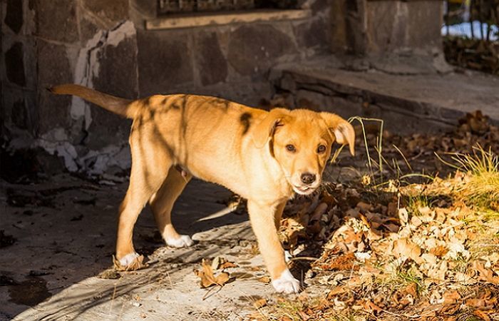 “갑자기 튀어나온 개 피하려다”... SUV 차량 도랑으로 추락, 5명 부상