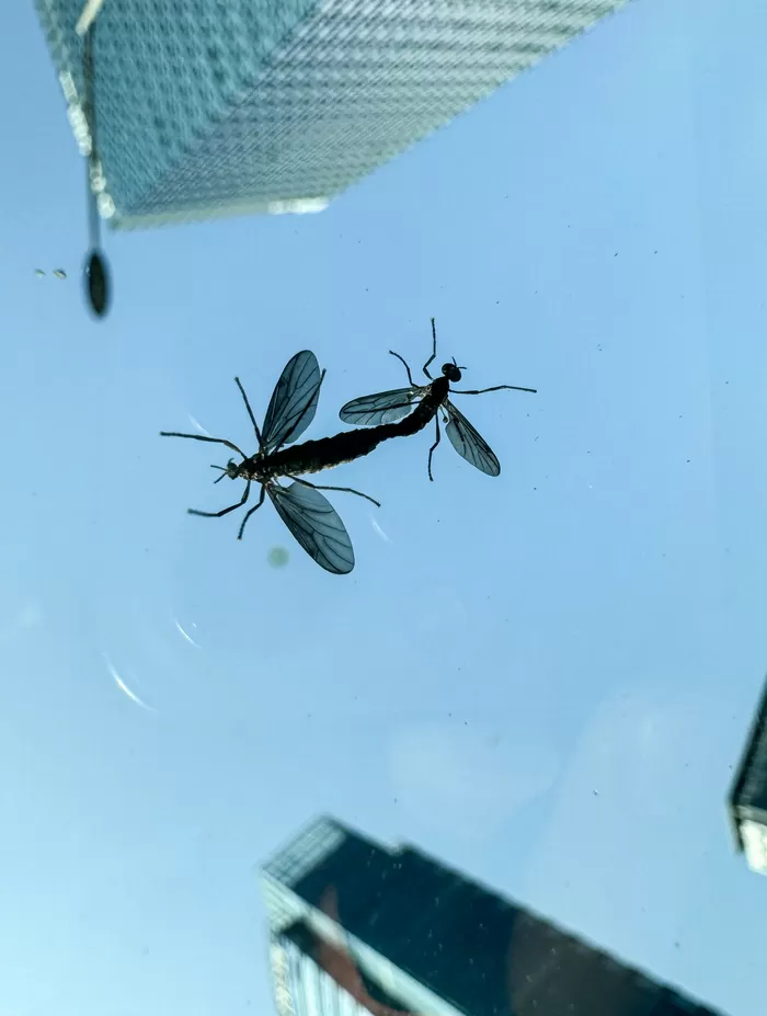 러브버그 / 뉴스1