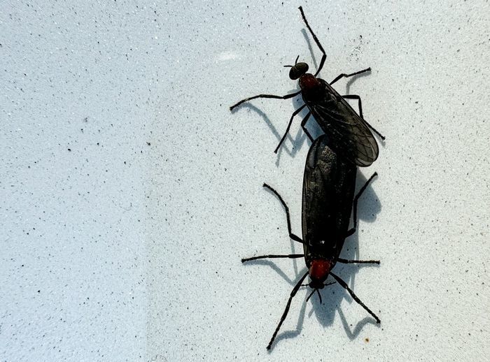 전문가가 알려주는 ‘러브버그’ 종식 시기... ‘천적’도 생겨나고 있다