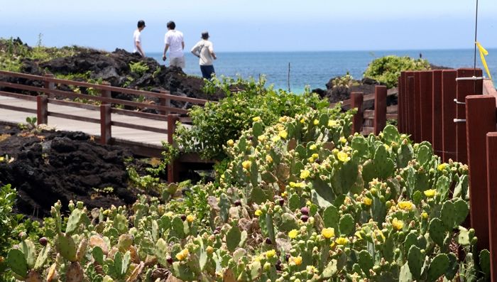 제주 장마, 6월에 이미 끝나... 8.5일간 내린 비가 고작