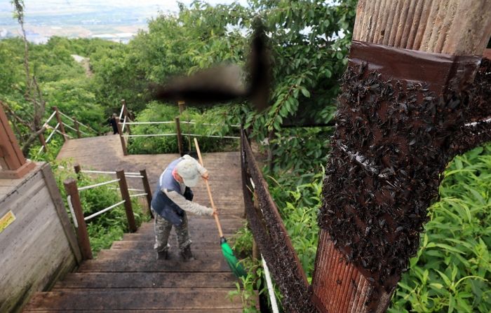 “너희도 느껴봐라”... 살아있는 러브버그 20마리 부산에 뿌리고 왔다는 사람