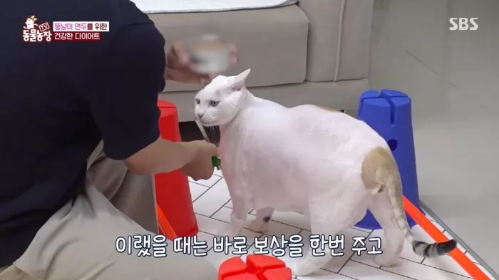 인사이트