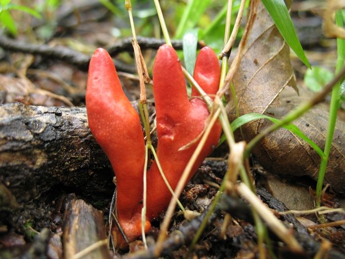 “맹독 버섯이니 절대 드시지 마세요”... 온라인서 ‘레시피 공유’되는 버섯