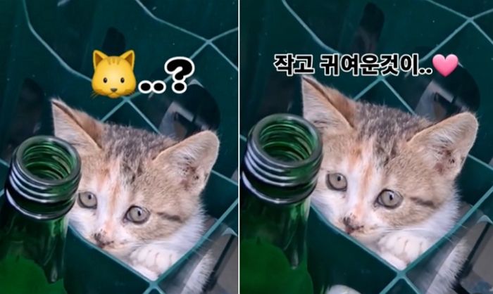 밀양의 한 식당 앞 ‘소주박스’서 발견된 귀여운 아깽이 (영상)