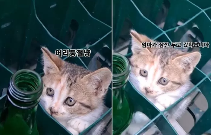 인사이트