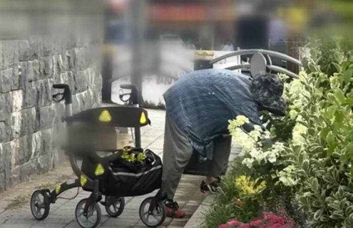 화단에 심겨진 꽃 ‘뿌리째’ 뽑아 간 할머니... 인기척 느껴지자 그대로 ‘줄행랑’
