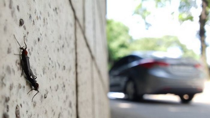 러브버그 ‘먹방’하는 천적 확인... “입 벌리고 자동 사냥” 목격담 쏟아져