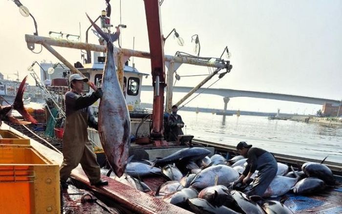 영덕 앞바다서 최고 150㎏ 참치 70마리 잡혀... “지구온난화 영향으로 추정”