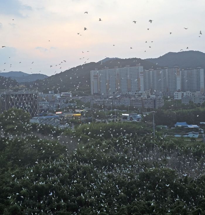 ‘수천마리 백로떼 습격’... 아파트 주민들 악취·소음에 ‘멘붕’