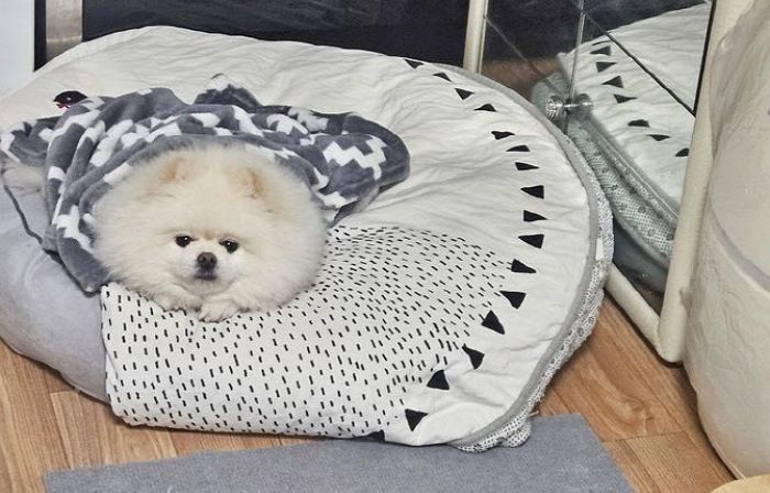 새벽 3시에 멍멍 짖은 포메라니안 ‘몽실이’... 집에 불나자 주인 깨워 가족 구했다
