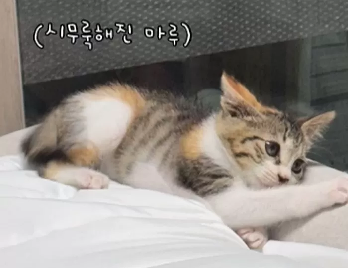 인사이트