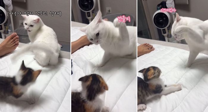 언니 고양이 심기 건드렸다가 1분동안 ‘냥냥펀치’ 43대 맞은 아깽이 (영상)