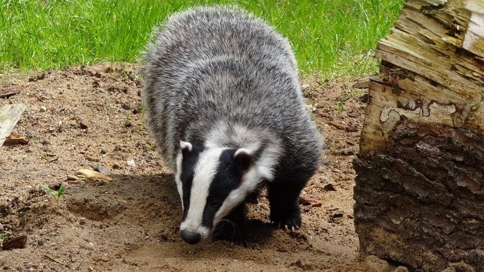 badger-44210_1280.jpg