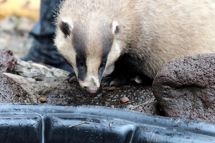 the-asian-badger-3205397_1280.jpg