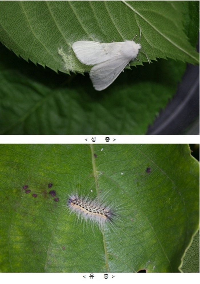 ‘익충’ 러브버그도 끔찍했는데... 한반도 찾아 온 ‘해충’의 정체
