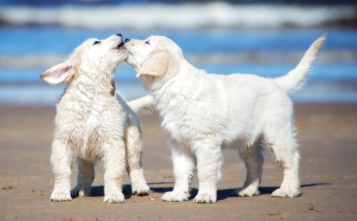 차 문에 ‘목줄’ 걸고 강아지 산책시키는 운전자... 동물 학대 비판 쏟아져