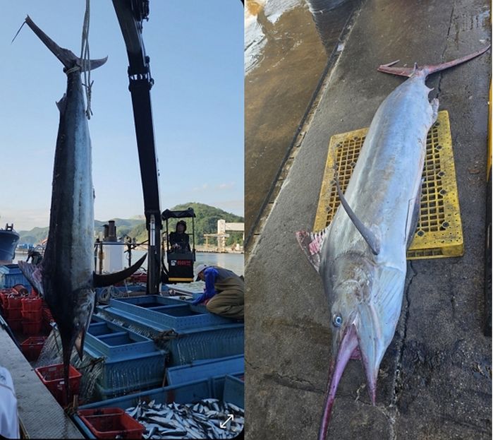 동해 펄펄 끓자 ‘백상아리 먹이’ 황새치 올라와... “상어 몰려올 수도”