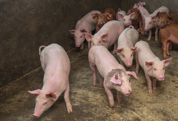 "한 마리 당 15만원 적자"···돼지고기 가격 '폭락' 때문에 시름하는 한돈 농가