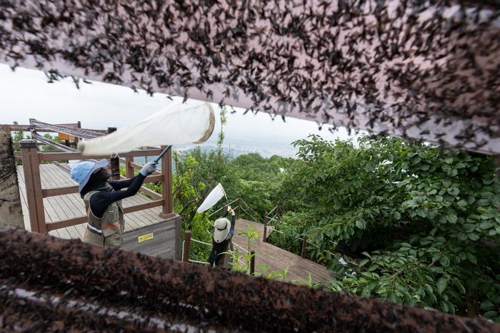 “러브버그 고향은 중국”... 전문가, 한국에 ‘30년 창궐’ 경고