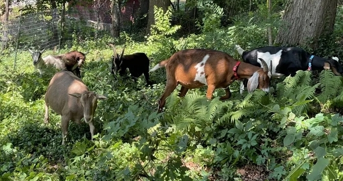 “제일 잘 먹는 염소 찾습니다”... 진짜 ‘GOAT’ 선발전 상황