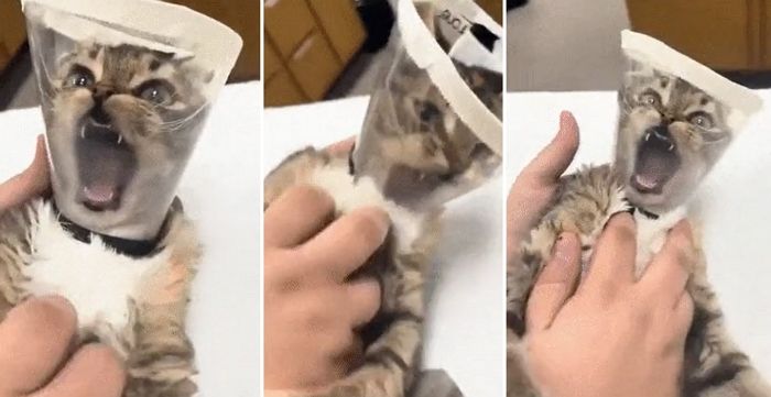 “학대 아니에요?”... 고양이 ‘헬멧’ 씌우고 배 만져 고문(?)하는 악덕 집사