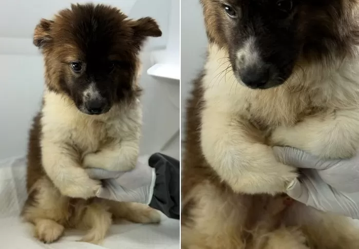 11일 뒤 안락사 예정인 강아지... 공주시 보호소서 살아나가고 싶어 사람 손 꼭 붙들었다