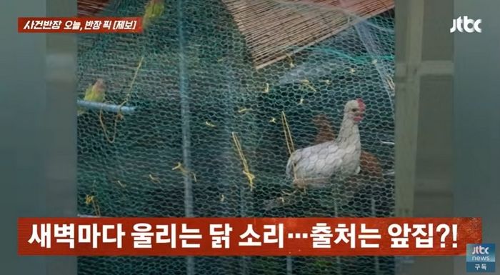 강남 주택가서 닭 키우는 이웃... ‘꼬끼오’ 소리에 항의했더니 “일찍 깨워줘도 문제냐” (영상)