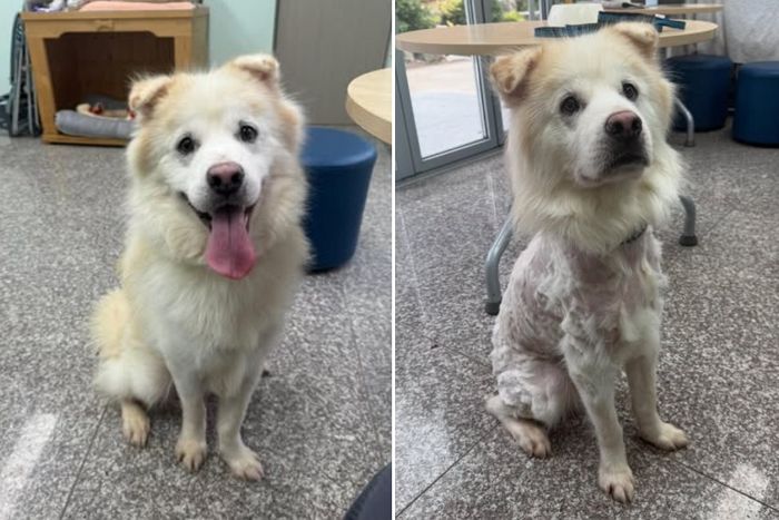 입양 ‘7시간’ 만에 털 밀려 보호소로 돌아온 유기견... 파양 이유 봤더니